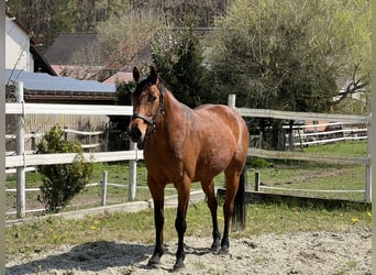 Zangersheide, Giumenta, 6 Anni, 163 cm, Baio