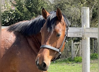Zangersheide, Giumenta, 6 Anni, 163 cm, Baio