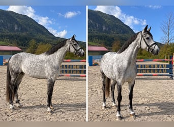 Zangersheide, Giumenta, 6 Anni, 163 cm, Grigio