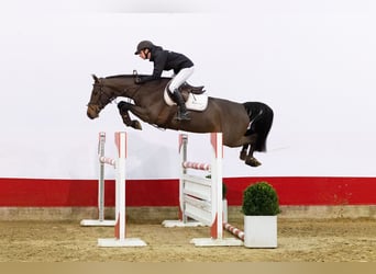 Zangersheide, Giumenta, 6 Anni, 164 cm, Baio