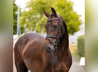 Zangersheide, Giumenta, 6 Anni, 164 cm, Baio scuro