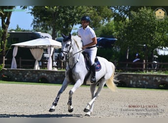 Zangersheide, Giumenta, 6 Anni, 164 cm, Grigio