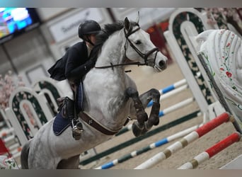 Zangersheide, Giumenta, 6 Anni, 164 cm, Grigio