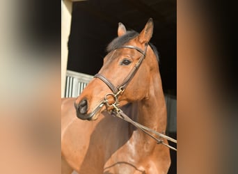 Zangersheide, Giumenta, 6 Anni, 165 cm, Baio