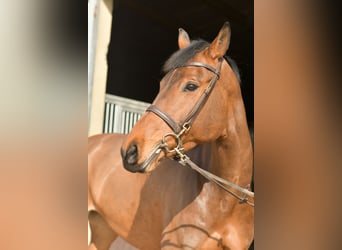 Zangersheide, Giumenta, 6 Anni, 165 cm, Baio