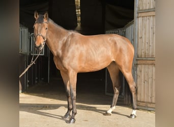 Zangersheide, Giumenta, 6 Anni, 165 cm, Baio