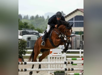 Zangersheide, Giumenta, 6 Anni, 165 cm, Baio