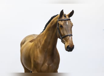 Zangersheide, Giumenta, 6 Anni, 165 cm, Baio