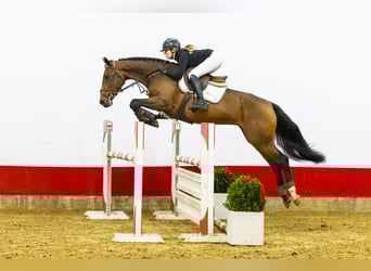 Zangersheide, Giumenta, 6 Anni, 167 cm, Baio