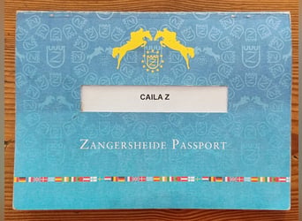 Zangersheide, Giumenta, 6 Anni, 168 cm, Baio