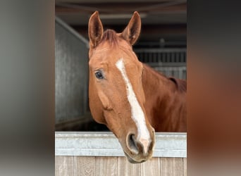 Zangersheide, Giumenta, 6 Anni, 170 cm, Sauro