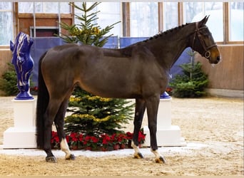 Zangersheide, Giumenta, 6 Anni, 171 cm, Baio scuro
