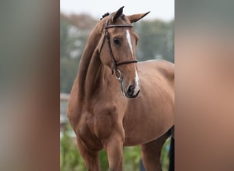 Zangersheide, Giumenta, 6 Anni, 172 cm, Baio