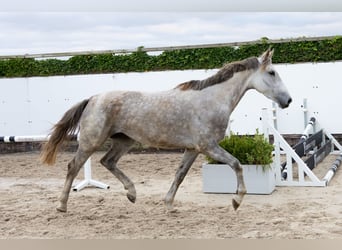 Zangersheide, Giumenta, 6 Anni, 172 cm, Grigio