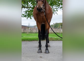 Zangersheide, Giumenta, 6 Anni, 173 cm, Baio