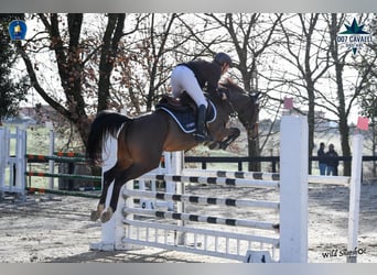 Zangersheide, Giumenta, 7 Anni, 155 cm, Baio