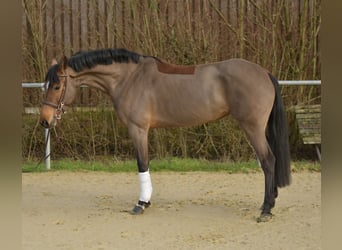 Zangersheide, Giumenta, 7 Anni, 162 cm, Baio