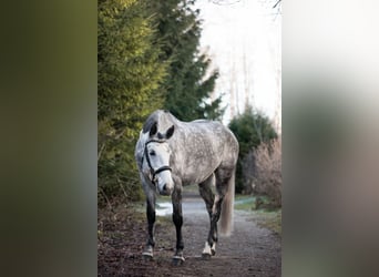 Zangersheide, Giumenta, 7 Anni, 163 cm