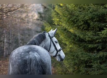 Zangersheide, Giumenta, 7 Anni, 163 cm, Grigio pezzato