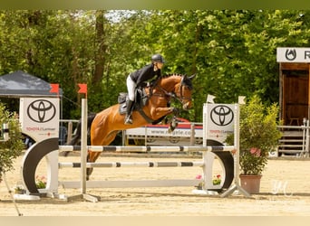 Zangersheide, Giumenta, 7 Anni, 164 cm, Baio