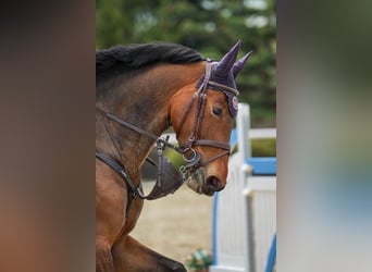 Zangersheide, Giumenta, 7 Anni, 165 cm, Baio