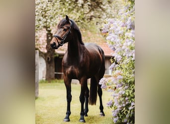 Zangersheide, Giumenta, 7 Anni, 165 cm, Baio scuro