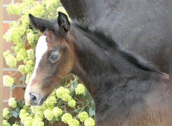 Zangersheide, Giumenta, 7 Anni, 165 cm, Baio scuro