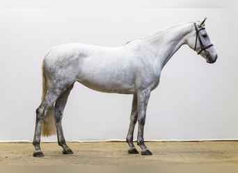 Zangersheide, Giumenta, 7 Anni, 165 cm