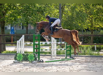 Zangersheide, Giumenta, 7 Anni, 165 cm, Sauro