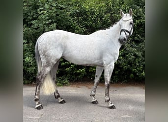 Zangersheide, Giumenta, 7 Anni, 166 cm, Grigio pezzato