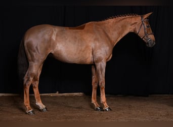 Zangersheide, Giumenta, 7 Anni, 166 cm, Sauro