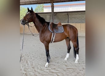 Zangersheide, Giumenta, 7 Anni, 168 cm, Baio