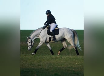 Zangersheide, Giumenta, 7 Anni, 168 cm, Grigio ferro