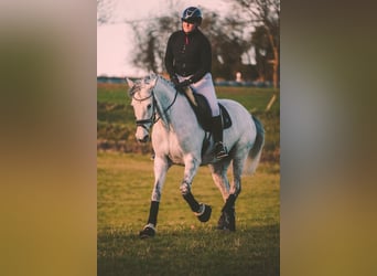 Zangersheide, Giumenta, 7 Anni, 168 cm, Grigio ferro