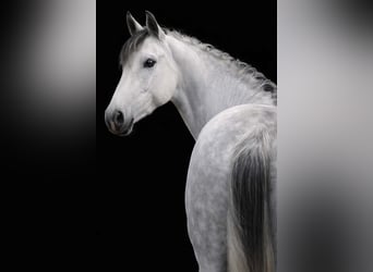 Zangersheide, Giumenta, 7 Anni, 168 cm, Grigio ferro