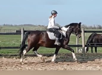 Zangersheide, Giumenta, 7 Anni, 168 cm, Pezzato
