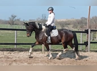 Zangersheide, Giumenta, 7 Anni, 168 cm, Pezzato
