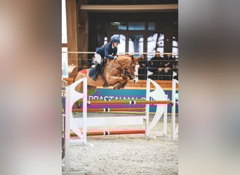 Zangersheide, Giumenta, 7 Anni, 168 cm, Sauro scuro