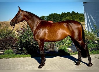 Zangersheide, Giumenta, 7 Anni, 170 cm, Baio scuro