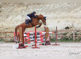 Zangersheide, Giumenta, 7 Anni, 170 cm, Sauro