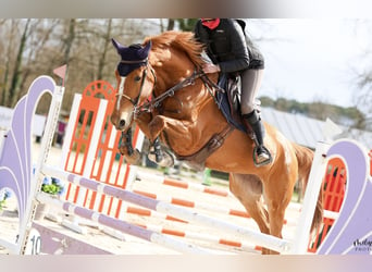 Zangersheide, Giumenta, 7 Anni, 170 cm, Sauro