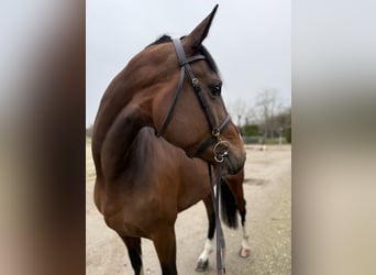 Zangersheide, Giumenta, 7 Anni, 175 cm, Baio