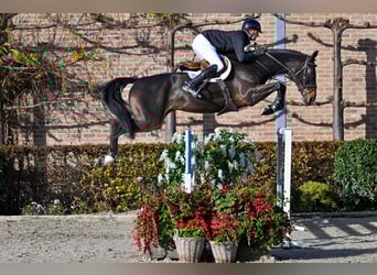 Zangersheide, Giumenta, 7 Anni, 177 cm, Baio scuro