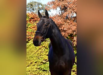 Zangersheide, Giumenta, 7 Anni, 177 cm, Baio scuro