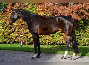 Zangersheide, Giumenta, 7 Anni, 177 cm, Baio scuro