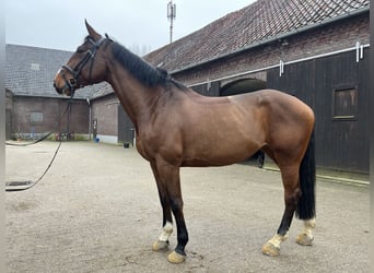 Zangersheide, Giumenta, 7 Anni, 178 cm, Baio