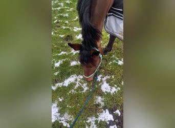 Zangersheide, Giumenta, 8 Anni, 155 cm, Baio