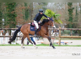 Zangersheide, Giumenta, 8 Anni, 160 cm, Baio scuro