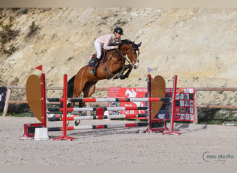 Zangersheide, Giumenta, 8 Anni, 160 cm, Baio scuro