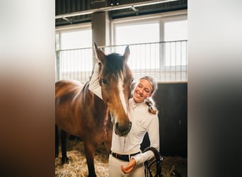 Zangersheide, Giumenta, 8 Anni, 165 cm, Baio